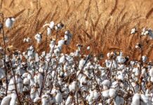 Death, devastation, and now starvation — what is the cost of this catastrophe?