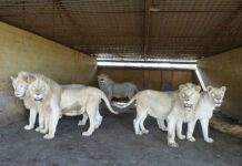 The cruel business of buying and selling lions
