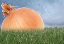 Crop Talk: The many ways onions make you cry