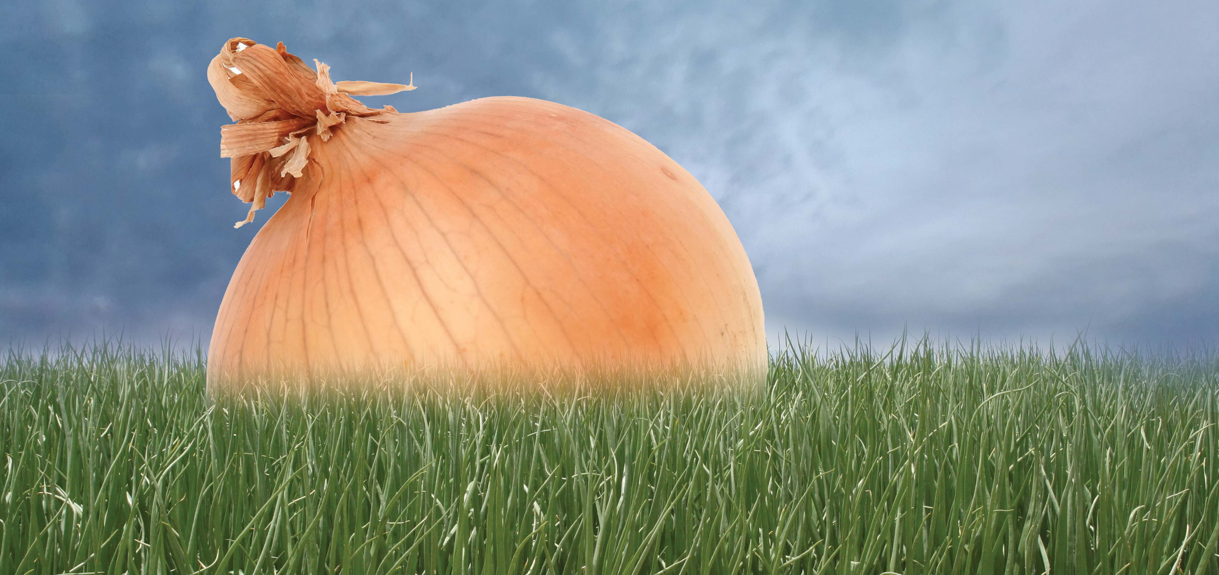 Crop Talk: The many ways onions make you cry
