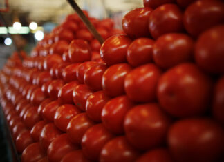 Tomato prices ease after imports from Iran, but supply concerns loom for spring