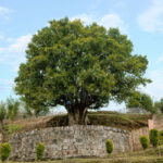 An ancient wild black-tea tree