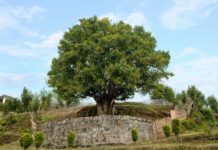 Crop Talk: Tea’s iron grip