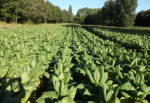 Crop talk: Deadly product, cut-throat competition