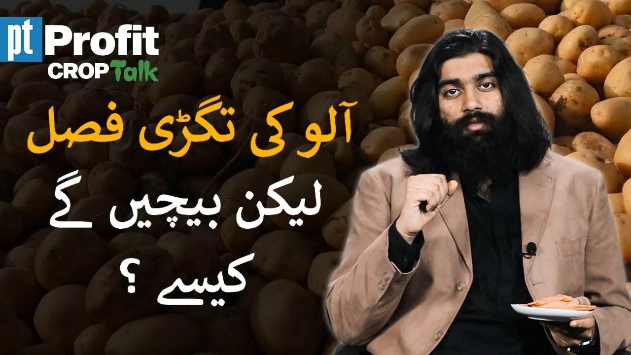 Crop Talk: From no potatoes to too many