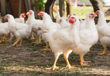 Why is the government chickening away from chicken?