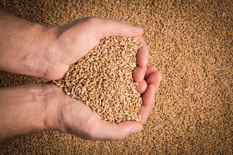 Wheat woes – Our need and inability to grow more