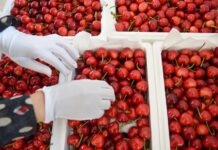 China opens doors to Pakistani cherry with strict conditions