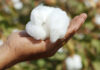 Pakistan’s cotton arrivals show stability, slight decline in Punjab, growth in Sindh