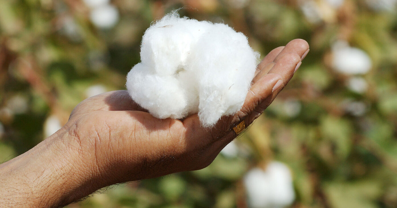 'R&D essential for cotton's climate fight' - Profit by Pakistan Today