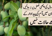 The Return of the King, Mango | Crop Talk