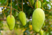 The Return of the King