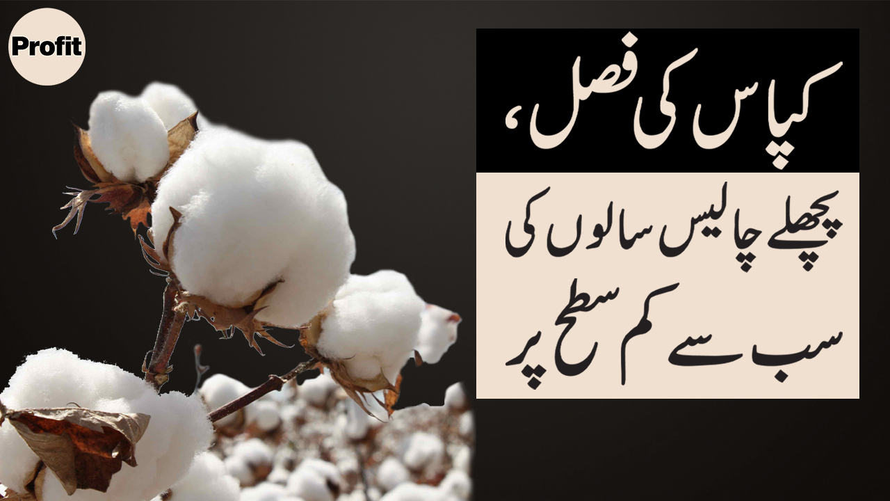 Crop Talk: Uncompetitive and short in supply. The tragic and avoidable undoing of Pakistan’s cotton