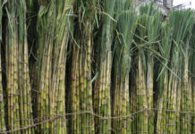 For six years, Pakistan’s sugar barons were at war. Did they just call a truce?