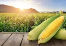 Our corn industry suffers from a ma(i)ze of problems, and it’s set to miss out on a gold rush