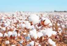 A cotton comeback? Don’t bet on it
