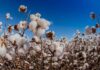 Pakistan finalizing National Cotton Plan 2025 to boost yields and cut production costs