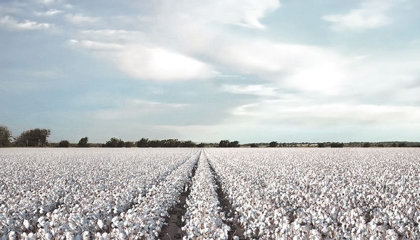 Cotton prices soar 27% in one month amidst supply constraints