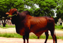 ECC to consider exporting famous Sahiwal bulls to Sri Lanka