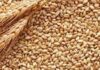 New wheat policy expands private sector role in procurement, storage