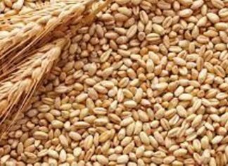 New wheat policy expands private sector role in procurement, storage