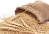 KP traders urge lifting ban on wheat movement from Punjab to avert flour shortage
