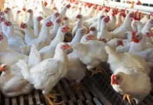 Poultry industry faces 40pc decline amid multiple challenges