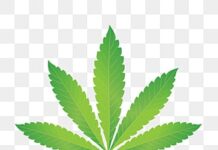 President approves ordinance to regulate production of cannabis derivatives