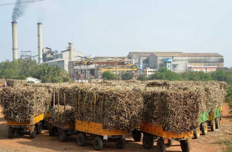 Govt to consider controlled sugar exports after millers' lobbying ...