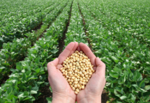 China imports no US soybeans in September for first time in seven years