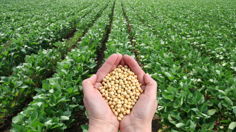 US Soy farmers look to Pakistan as another potential market in South Asia 