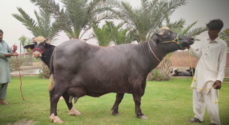 Pakistan exports 10,000 buffalo embryos to China