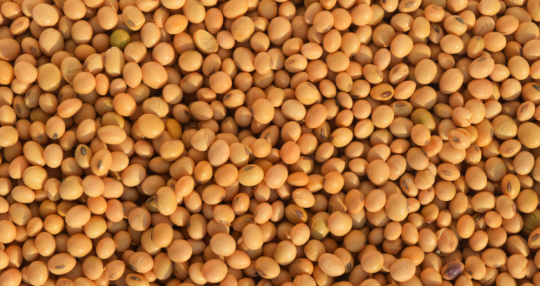 Pakistan can now import GMO soybeans. Here’s what it means for your monthly grocery bill. 