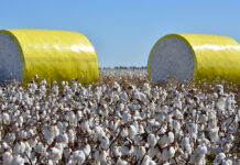 Govt moves to remove 18% GST on locally-produced cotton to support farmers, says food minister