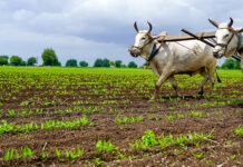 Since the 2022 floods, farmers have been enjoying higher yields. This Kharif season might buck the trend