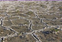 Pakistan loses 30% of agricultural land to soil salinity, FAO report finds