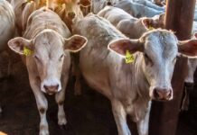 The Punjab Govt just got something right. What could it mean for livestock farmers?