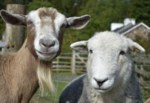 ECC turns down one-time exemption for live animal exports to Kuwait