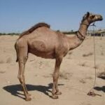 Pakistan makes historic camel milk powder export to China Pakistan makes historic camel milk powder export to China