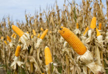 Ministry urges changes to SOPs to ease maize export challenges