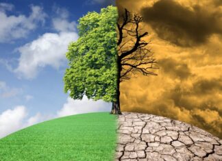 World Bank invites Punjab to join global carbon market, offers support for climate projects