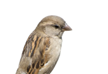 Sethi gets the job done at Mitchell’s