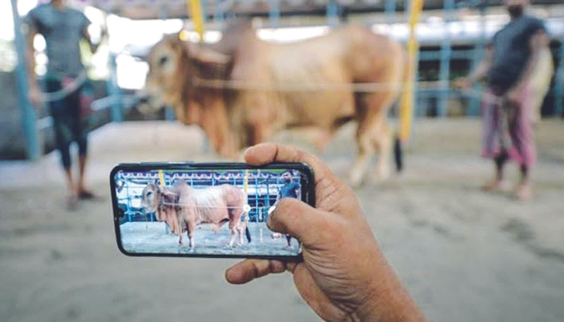 Punjab generates Rs 15.35 billion through digital cattle auctions