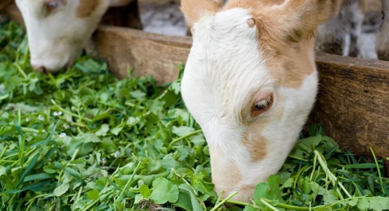 Pakistan steps up fodder exports drive to meet growing demand in Gulf market