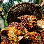 Palm Oil 2