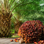 Palm Oil 3
