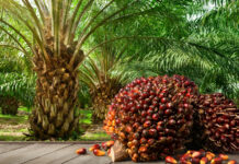 Indonesia seizes millions of hectares of palm plantations under military-backed nationalisation drive