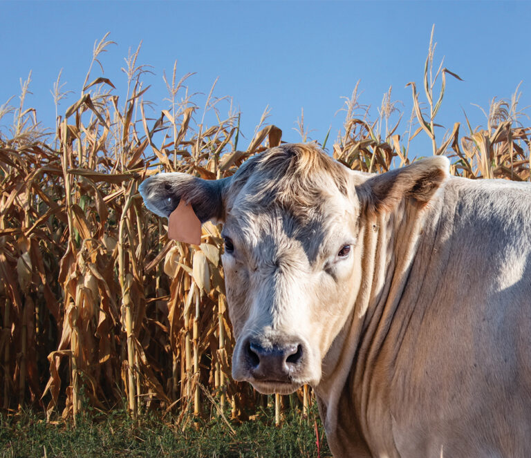 The livestock sector is keeping Pakistani agriculture alive