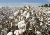 PCGA raises alarm over high taxes, calls for action to boost cotton industry