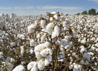 PCGA raises alarm over high taxes, calls for action to boost cotton industry